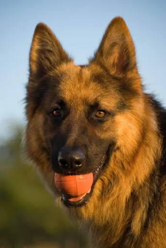 Maja Matczak - Behawiorysta Poznań